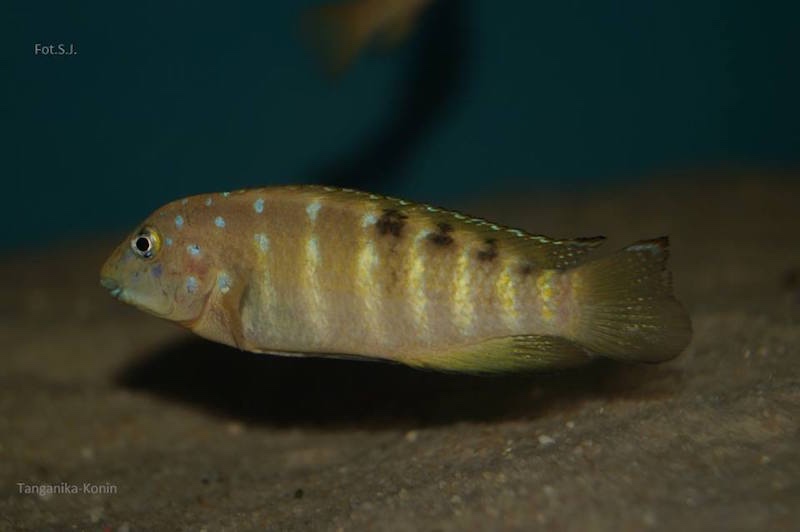 Tanganicodus irsacae 'Kalya'